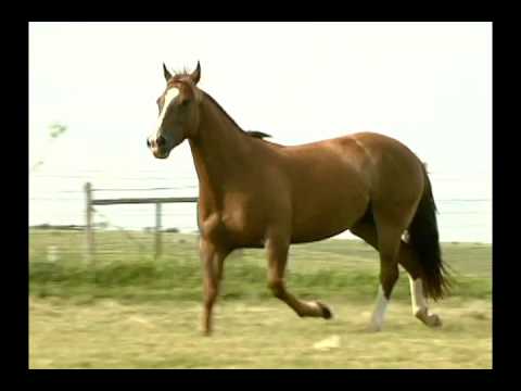 LOTE 035 ESCARAMUÇA DA MAYA