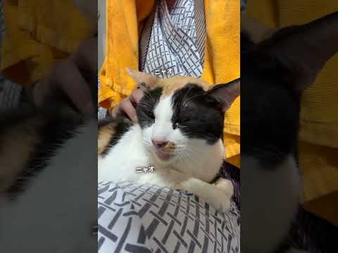 【四国旅】約40匹の保護猫が自由に暮らすホテルが、きゃわわわすぎた件😎