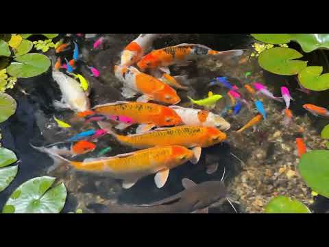 how cute ifsh #gold fish so love n 2