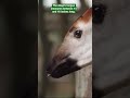 Okapi San Diego Zoo Shorts Tot