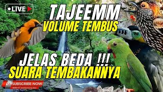 Download lagu MATERI MEWAHH KEKINIAN!! MASUK KE MURAI DAN CUCAK IJO - JAMINAN LANGSUNG JUARA - TEMBAKAN TEJEMM mp3 Download lagu MATERI MEWAHH KEKINIAN!! MASUK KE MURAI DAN CUCAK IJO - JAMINAN LANGSUNG JUARA - TEMBAKAN TEJEMM mp3