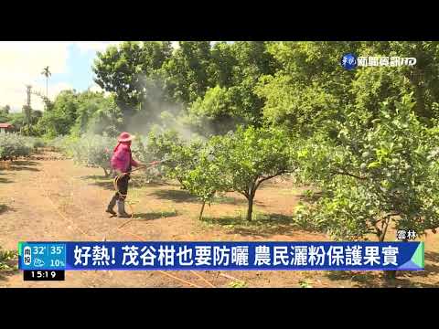 好熱! 茂谷柑也要防曬 農民灑粉保護果實