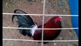 preview picture of video 'gallos y pollos'