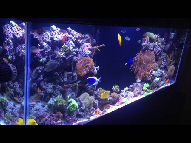 REEF TANK ADDICTION Season 1 Episode 2 Ian's 150 Gallon Reef tank