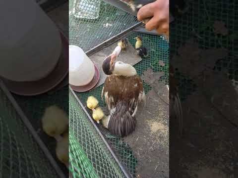 bunutin ang buntot ng bibe 🐤 para mabilis lumaki Ang.tapang ng nanay bibe🐤