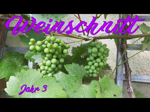 Einfacher Weinschnitt + Sommerschnitt im 3. Jahr (Tutorial 2020)