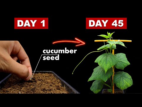Growing Cucumber Plant From Seed - 45 Days Time Lapse