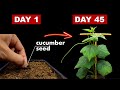 Growing Cucumber Plant From Seed - 45 Days Time Lapse