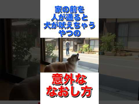 家の前を人が通ると犬が吠えちゃうやつの意外ななおし方 #犬 #犬のしつけ #吠える