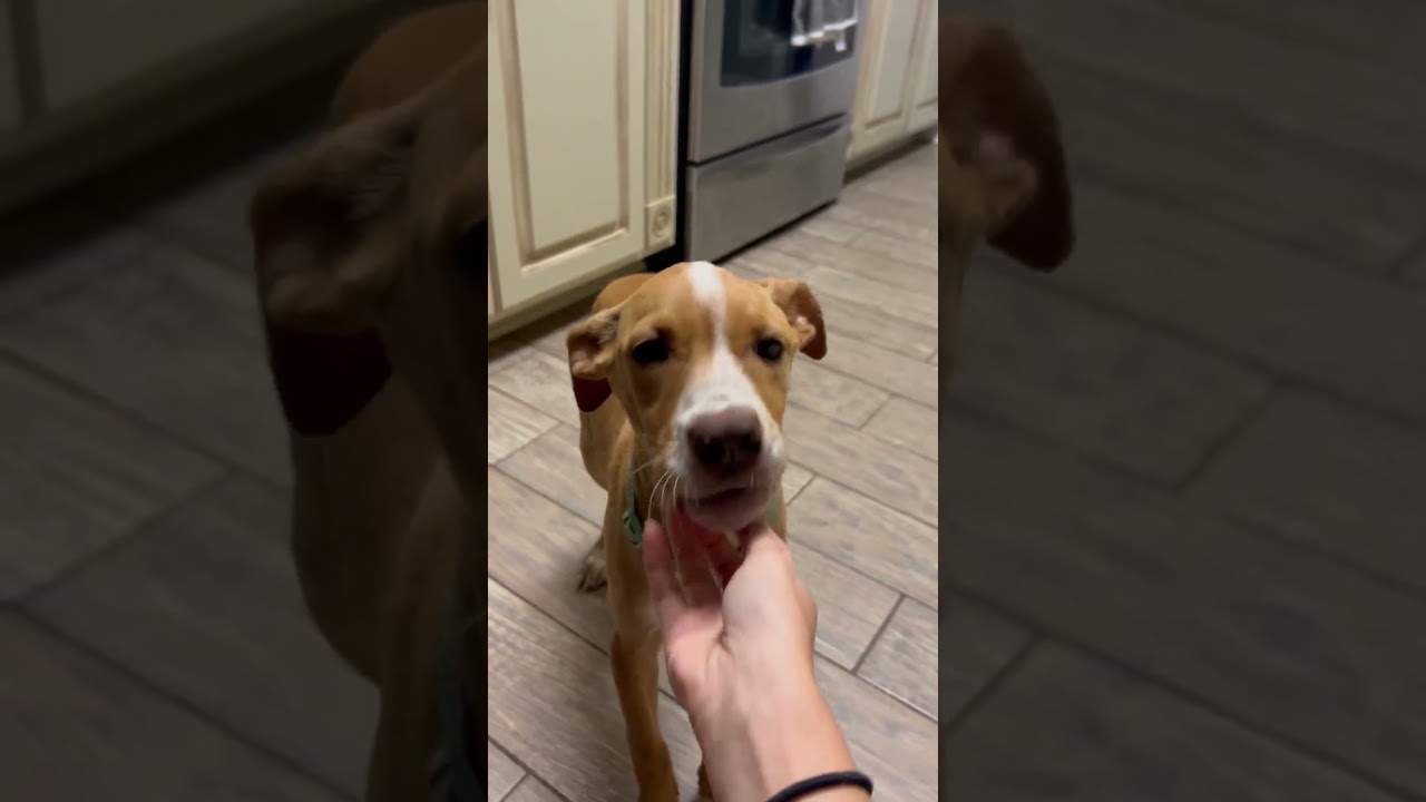 Penny, a Adoptable Hound in Enterprise, AL video 3/3
