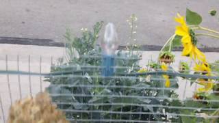 UVPCGG 2nd year Anniversary tour of Food Forest