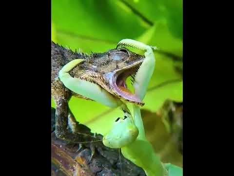 Ishq Murshid - Episode 28 - 14 Apr 24 Sponsored By Khurshid Fans,nature beauty 😍