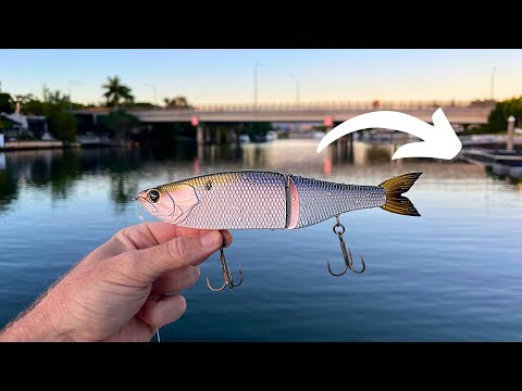 Big Lure MASSIVE Fish | Gold Coast