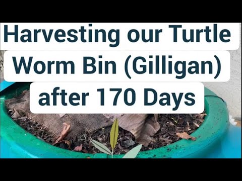 Harvesting our turtle worm bin (Gilligan) after 170 days!