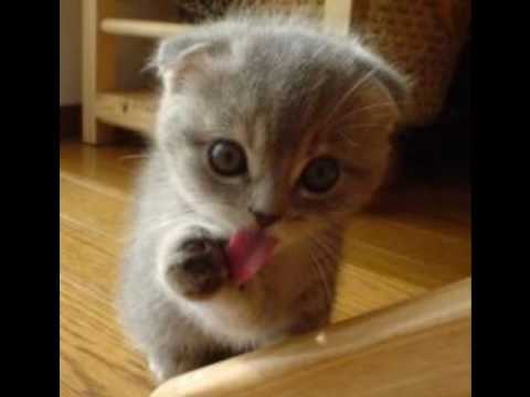 Gay Asian Kitten - JamesAtWar