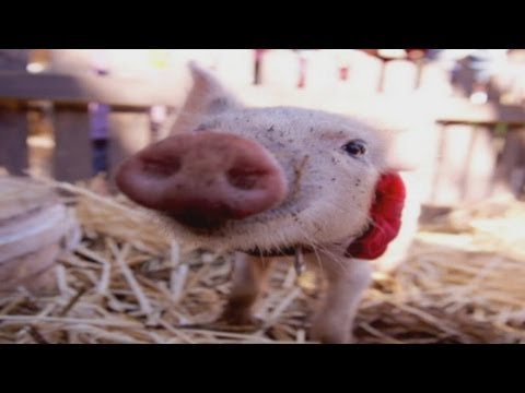 Kevin Bacon, rapit de doua femei!!!