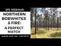 sfe webinar northern bobwhites and fire a perfect match