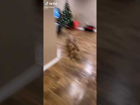 Dog: Pitbull VS Christmas Tree #Shorts (See Description)
