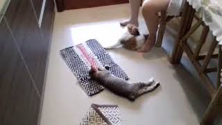 Dog & Cat play together , Penang Malaysia