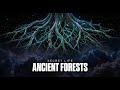 Earth's Hidden Network: An Exploration into The Secret Life of Ancient Forests | Science Before Drea