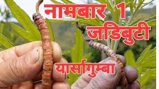 Download lagu 🏔️ Searching for Yarsagumba in the Himalayas | Full Day Adventure in Nepal mp3