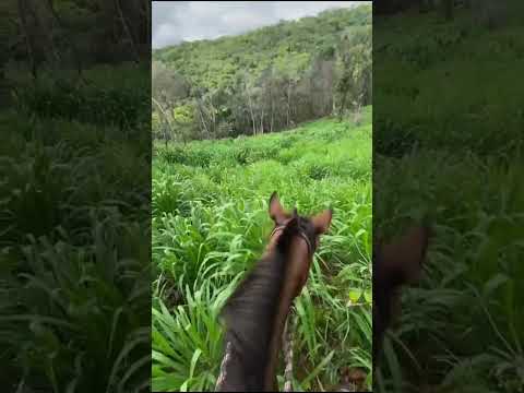 FAZENDA A VENDA NO MUNICÍPIO DE ARENÓPOLIS NO ESTADO DE GOIÁS