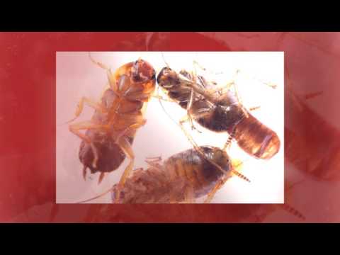 Pest Control McKinney TX: Keep Unwanted Guests From Your ...