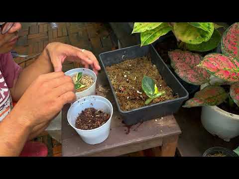 Rhaphidophora Aurea cutting #flowers #sorts #garden #plant #animals #gardenflowers