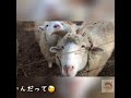 めえめえ牧場で癒されたでございます🐏