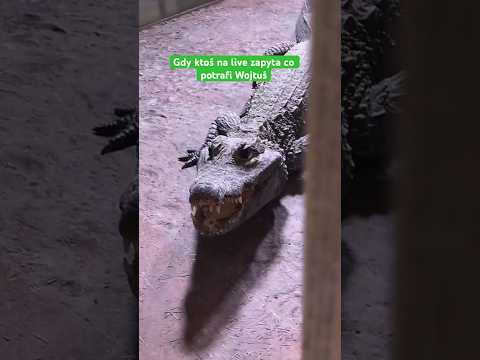 Czy Wojtus realnie może nam zrobić krzywdę? Takie pytanie ostatnio jest w modzie 🤣#krokodyl #gad