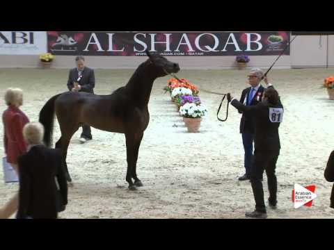 N.81 AL GHAZALI AA - Milan 2016 - Stallions 4-6 years old (Class 10)