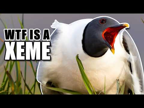 Xeme Facts: Sabine's Gull (Xema) 𓅰 Animal Fact Files