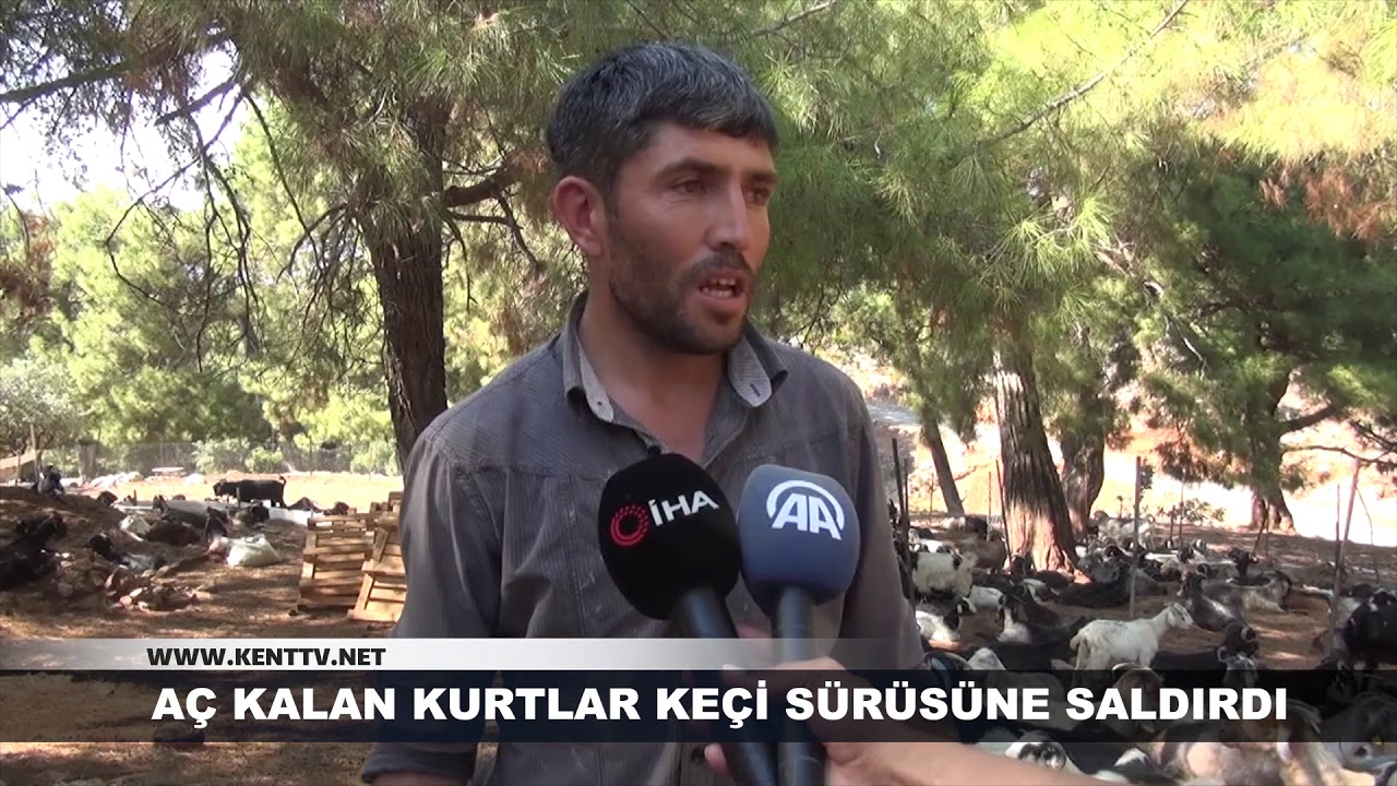 Aç Kalan Kurtlar Keçi Sürüsüne Saldırdı!