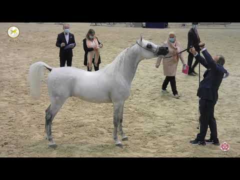 N 56 AARON DE PIGALL   Straight Egyptian World Championship 2020   Stallions 4+ Years Old Class 7A