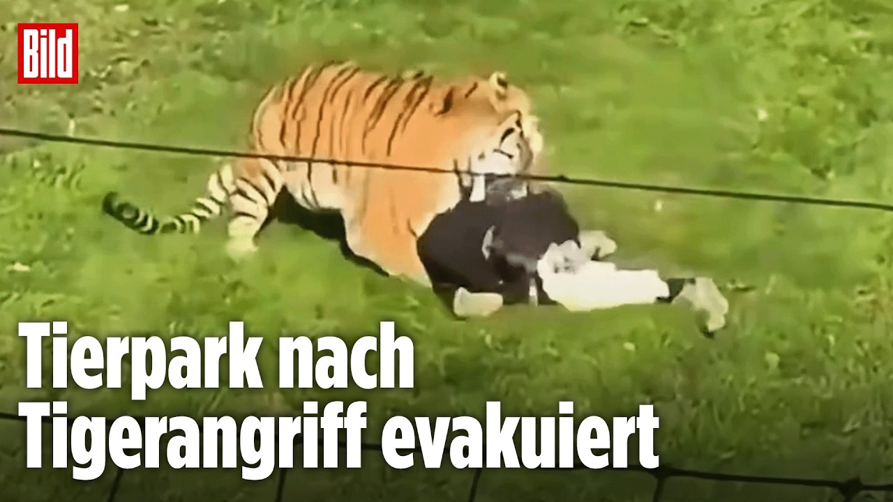 SCHOCK IN ENGLAND: Tödlicher Tigerangriff in Doncaster! Ermittlungen laufen – Tierpark geschlossen!