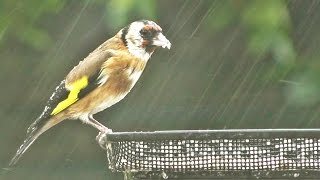 Birds Sounds in The Rain