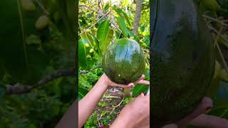 Download lagu Alpukat Kendil #alpukat mp3 Download lagu Alpukat Kendil #alpukat mp3