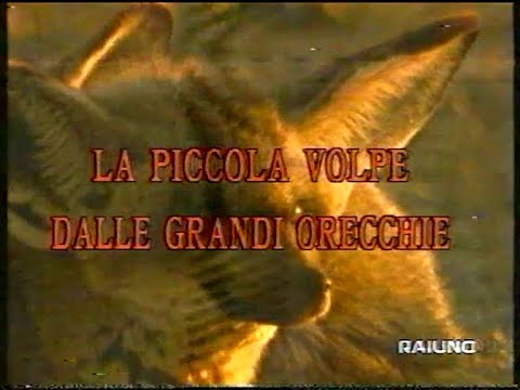 Il mondo di quark 98-99 61/143 - La Piccola Volpe dalle Grandi Orecchie (01/02/99)