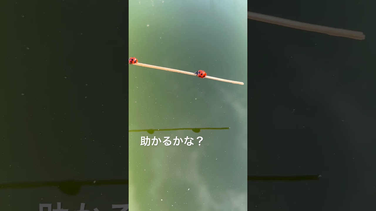 メダカ水槽から救出！#メダカ