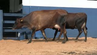Vídeo 129 - 1ª ETAPA MEGA LIQUIDAÇÃO TOTAL AGROPECUÁRIA MARAJOARA - DIA 4 | GADO GIROLANDO E HOLANDÊS