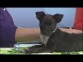 Consider Adoption for National Puppy Day - YouTube