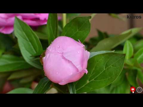 Nice Flower Blooming Time Lapse | Beautiful Flowers | Pretty Flowers Video | Music