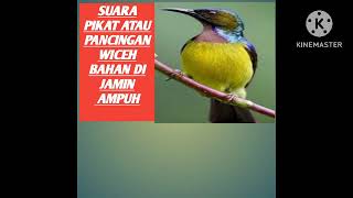 Download lagu suara pikat burung wiceh ampuh anti zonk dan terbukti dapat banyak mp3