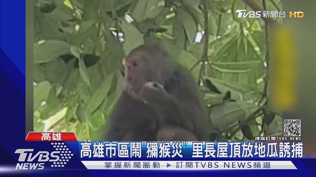 高雄市區鬧「獼猴災」 騷擾居民又狂偷食物