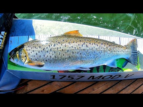 MAHTAVA MERITAIMENEN KALASTUS REISSU | NÄIN KALASTAT MERITAIMENTA HEITTÄMÄLLÄ | TYRSKYTAIMEN