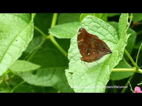 マレーシアのイワサキコノハチョウ