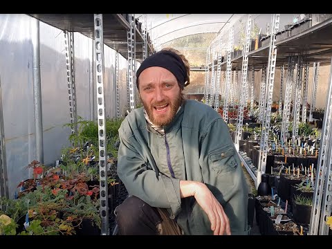 Gregory Cuenot Pelargonium Take2