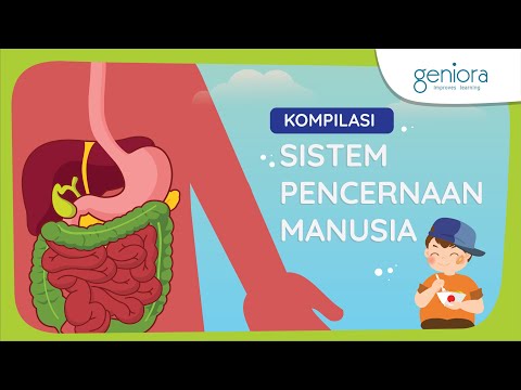 Sistem Pencernaan Manusia: Proses Pencernaan, Penyakit Sistem Pencernaan, dan Pola Makan Sehat | IPA