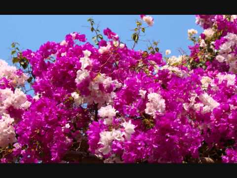 Toba Dream 4 (Viky Sianipar, Alsant Nababan & Ruth Sihotang): Sai Anju Ma Ahu