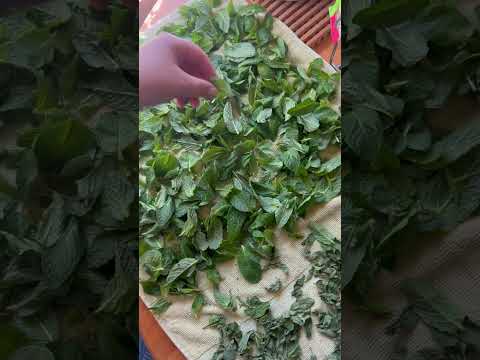 How to dry fresh mint leaves at home!